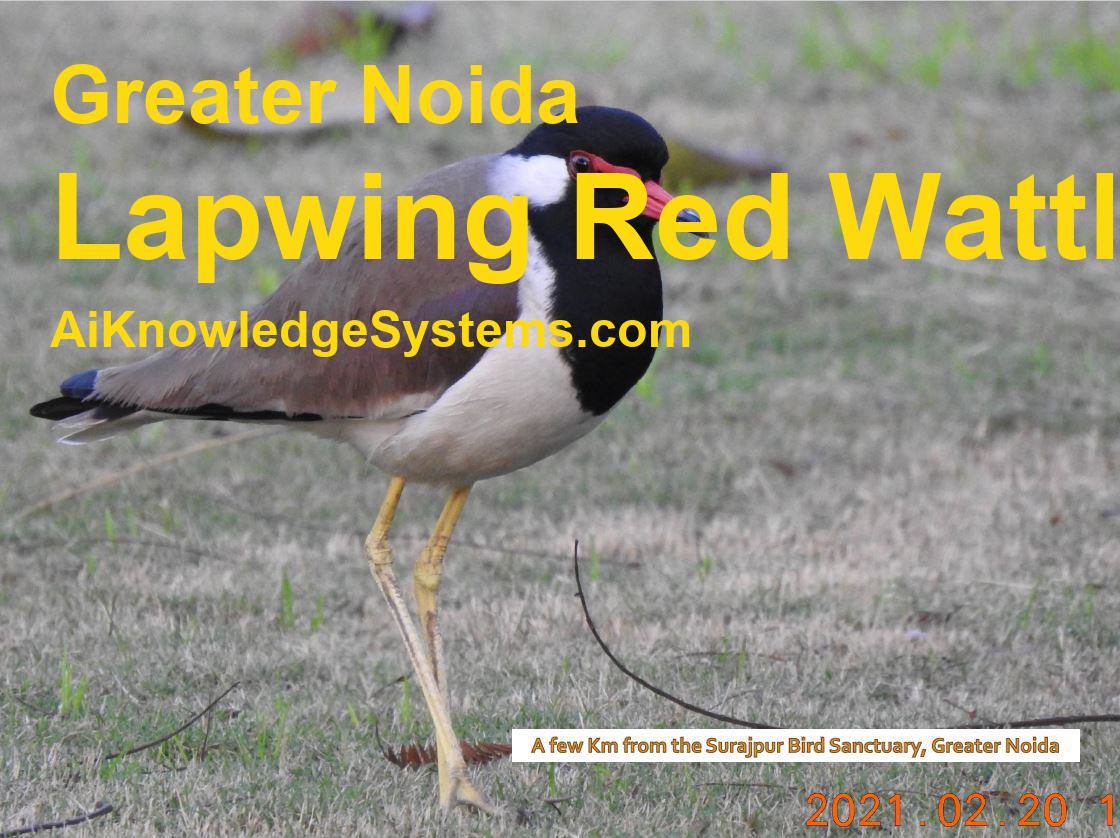 Lapwing Red Wattled (36) Coming Soon